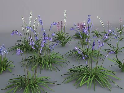 Colorful Flower Plants With Purple White Blooms And Green Long Leaves Clump Growing In Garden 3d model