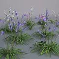 Colorful Flower Plants With Purple White Blooms And Green Long Leaves Clump Growing In Garden