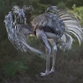 Fluffy Feathered Ostrich Standing On Grassland With Long Legs And Open Beak