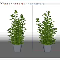 Two Green Bonsai Potted Plants With Lush Leaves In Gray Pots