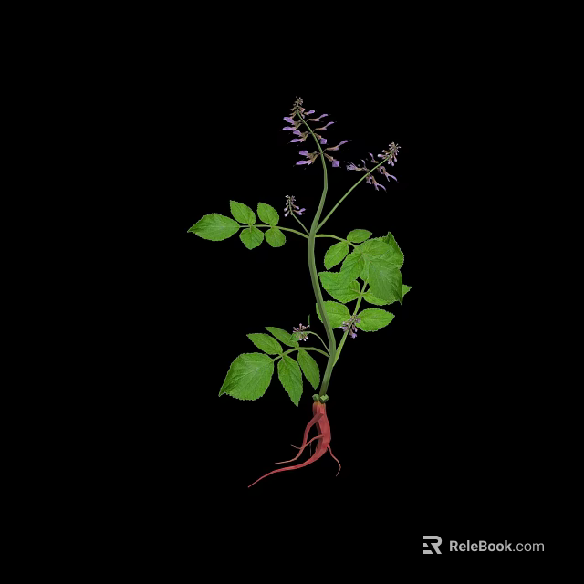 Herb Plant With Green Leaves Purple Small Flowers And Red Roots On Black Background 3d model 