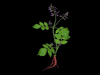 Herb Plant With Green Leaves Purple Small Flowers And Red Roots On Black Background 3d model