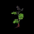 Herb Plant With Green Leaves Purple Small Flowers And Red Roots On Black Background