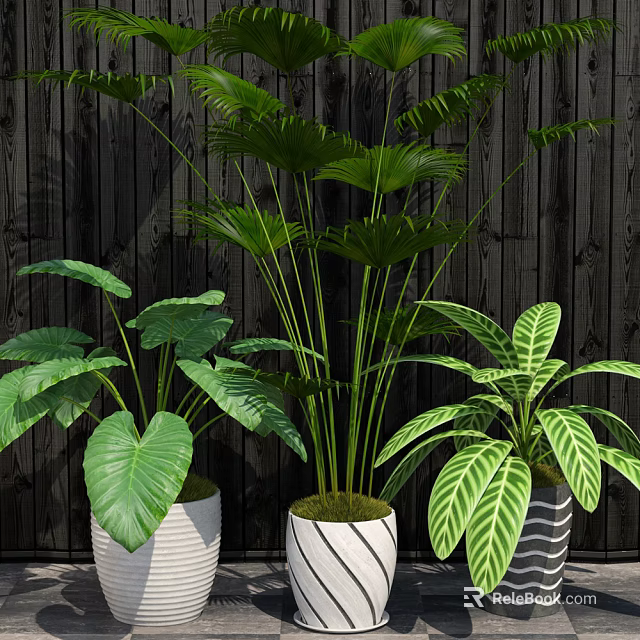 Potted Bonsai Plants With Lush Green Leaves In White Striped Pots And Dark Wooden Wall 3d model 