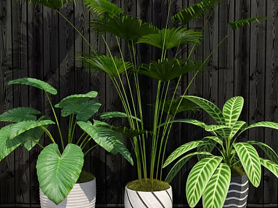 Potted Bonsai Plants With Lush Green Leaves In White Striped Pots And Dark Wooden Wall 3d model