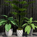 Potted Bonsai Plants With Lush Green Leaves In White Striped Pots And Dark Wooden Wall