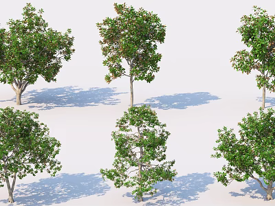 Multiple Arbor Trees with Green Foliage Trunks and Shadows on White Background 3d model