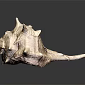 Modern Conch Bone Snail 3d model