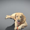 Golden Retriever Dog Lying Down With Orange Ball On Gray Background