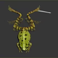 Frog Poison Frog Game Frog Reptile Cold Blooded Animal Reptile 3d model
