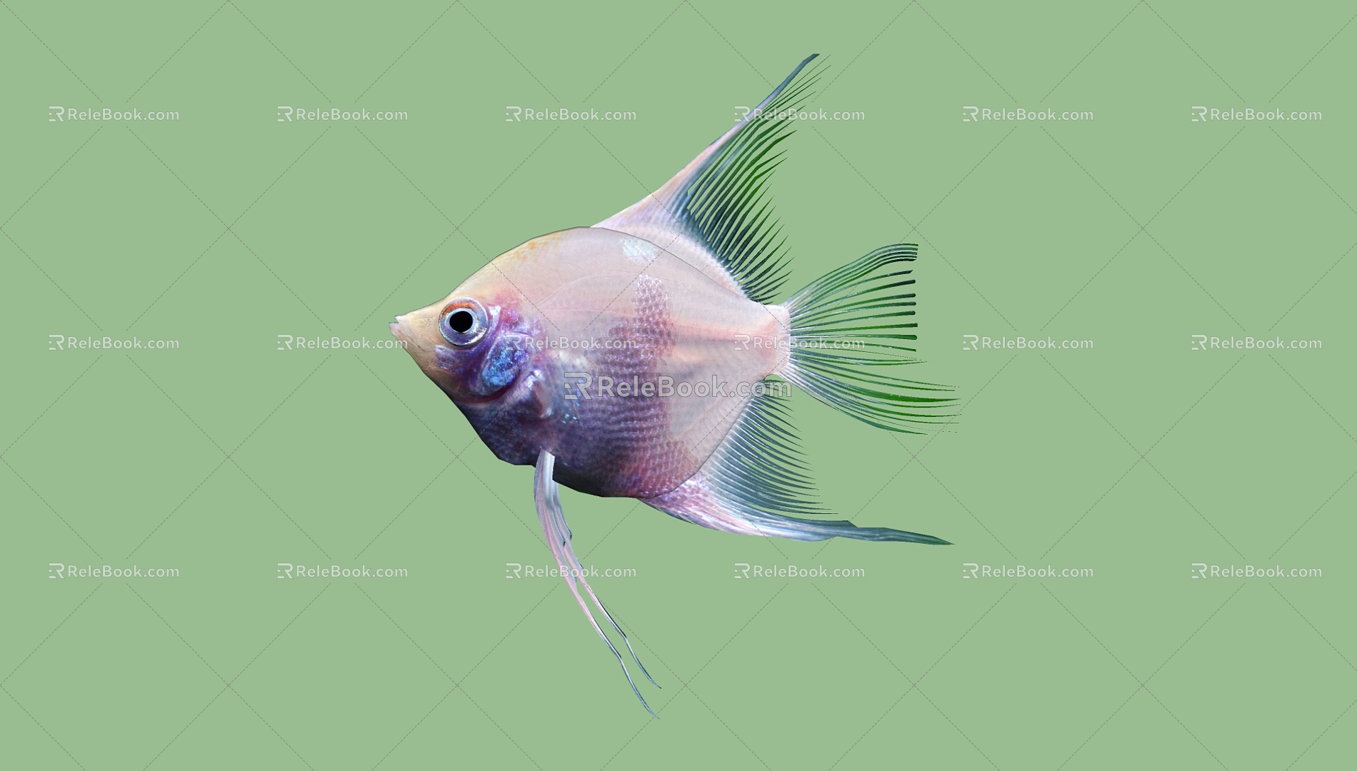 Fish 3d model