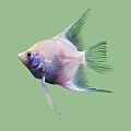 Fish 3d model