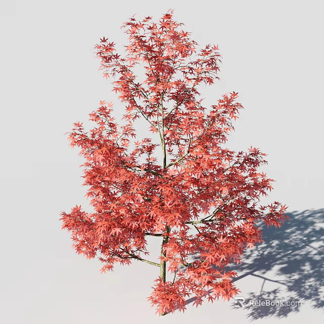 Tall Tree With Vibrant Red Leaves And Lush Foliage Casting Shadow 3d model 