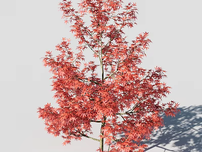 Tall Tree With Vibrant Red Leaves And Lush Foliage Casting Shadow 3d model