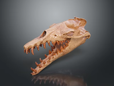 Detailed Crocodile Skull Skeleton Displaying Sharp Teeth And Anatomical Structure 3d model