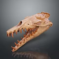 Detailed Crocodile Skull Skeleton Displaying Sharp Teeth And Anatomical Structure 3d model
