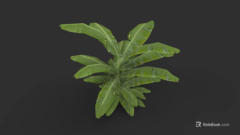 Botanical Plant Painting With Large Green Banana Leaves And Natural Details 3d model 