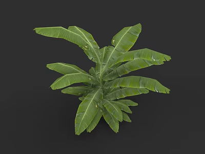 Botanical Plant Painting With Large Green Banana Leaves And Natural Details 3d model