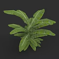 Botanical Plant Painting With Large Green Banana Leaves And Natural Details