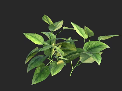 Lush Green Plant Leaves With Vibrant Foliage On Dark Background 3d model
