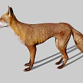 Red Fox Standing With Brown And White Fur Mouth Open On Gray Background