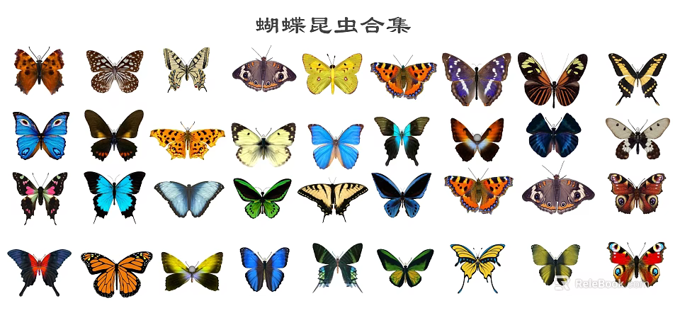 Different Types of Colorful Butterflies Insect Collection Featuring Vibrant Wing Patterns 3d model 