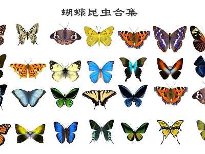 Different Types of Colorful Butterflies Insect Collection Featuring Vibrant Wing Patterns 3d model