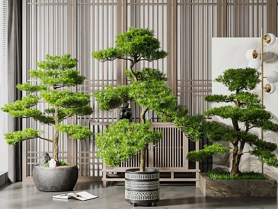 Green Bonsai Pine Trees in Decorative Pots for Modern Interior with Wooden Lattice 3d model