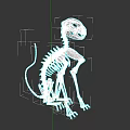 Small Rodent Skeleton in Sitting Pose 3D Model with Detailed Bone Structure 3d model