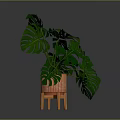 Lush Monstera Plant With Green Leaves In Orange Pot On Wooden Legs Against Dark Background