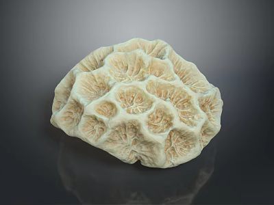 Natural Aquatic Animals Habitat In Intricate Coral Structure With Textured Surface 3d model