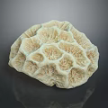 Natural Aquatic Animals Habitat In Intricate Coral Structure With Textured Surface