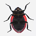 Detailed Vibrant Red and Black Ladybug with Sheath Wings and Black Body