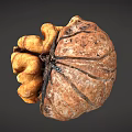 Opened Fresh Walnut With Visible Kernel On Dark Background Close Up View