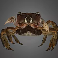 Detailed View Of Brown Crab With Prominent Claws And Natural Shell Texture