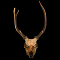 Deer Skull With Large Antlers Display On Black Background For Decoration
