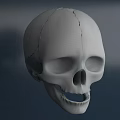 High Quality Human Skull Model Medical Device For Anatomical Education And Training