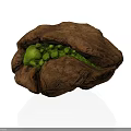 Opened Walnut with Fresh Green Kernels Inside Showing Natural Texture