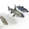Three Realistic Fish Models Different Species With Various Colors Displayed On White Background