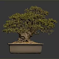 Bonsai Tree in Square Ceramic Pot with Orange Pebbles and Lush Green Foliage