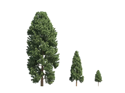 Modern Cryptomeria 3d model