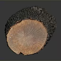 Natural Wooden Stump With Rough Bark And Smooth Cross Section Surface