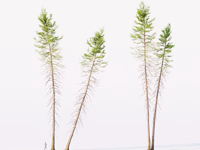 Tall Trees With Slender Trunks Green Leaves Against White Sky And Person Below 3d model