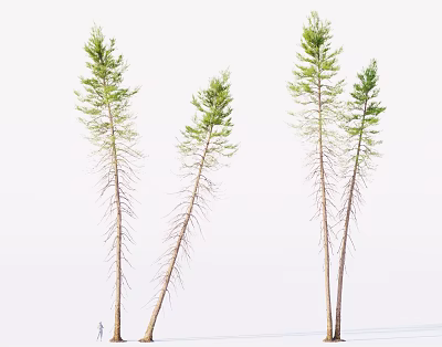 Tall Trees With Slender Trunks Green Leaves Against White Sky And Person Below 3d model