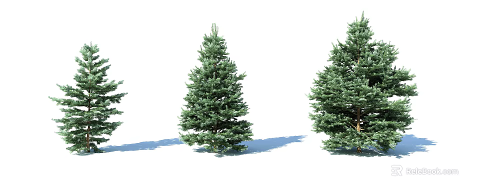 Green Lush Pine Trees With Dense Foliage And Shadow On White Background 3d model