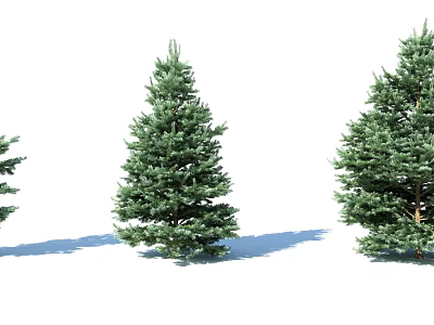 Green Lush Pine Trees With Dense Foliage And Shadow On White Background 3d model