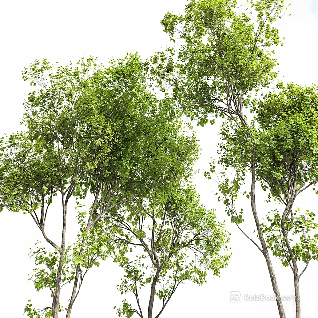 Lush Green Arbor With Dense Foliage And Tall Trunks In Natural Scene 3d model 