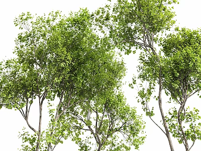 Lush Green Arbor With Dense Foliage And Tall Trunks In Natural Scene 3d model