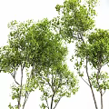 Lush Green Arbor With Dense Foliage And Tall Trunks In Natural Scene