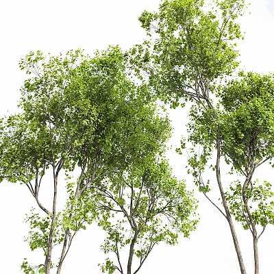 Lush Green Arbor With Dense Foliage And Tall Trunks In Natural Scene 3d model